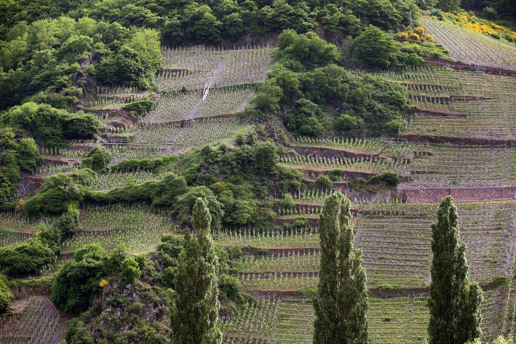 Ernst Cluesserath Weingut & Weinhotelchen 트리텐하임 외부 사진